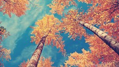 Nature Trees shadows skyscapes