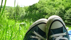 Nature Trees Shoes Converse