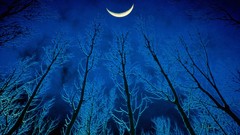 Nature Trees silence eerie