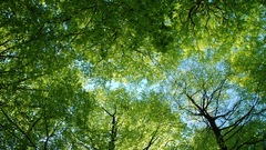 Nature Trees skyscapes