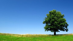 Nature Trees skyscapes