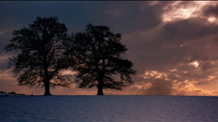 Nature Trees skyscapes
