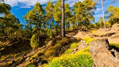 Nature Trees skyscapes