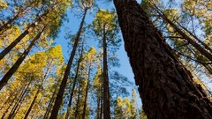 Nature Trees skyscapes