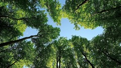 Nature Trees skyscapes