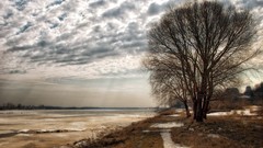 Nature Trees skyscapes