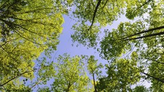Nature Trees skyscapes