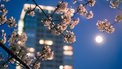 Nature Trees Skyscrapers bokeh blurred blossoms