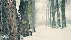 Nature Trees snow