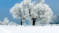 Nature Trees snow