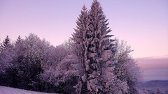 Nature Trees snow