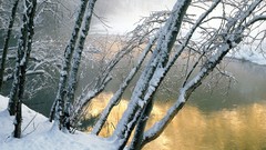 Nature Trees snow