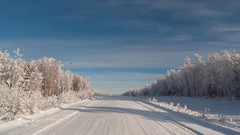 Nature Trees snow