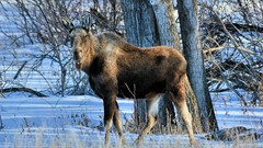 Nature Trees snow Animals cold moose wildlife
