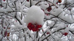 Nature Trees snow cherries fruits