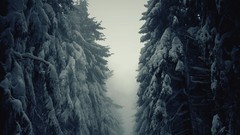 Nature Trees snow dark monochrome outdoors forests