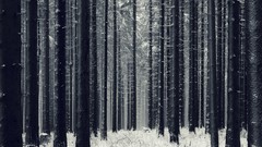 Nature Trees snow forests