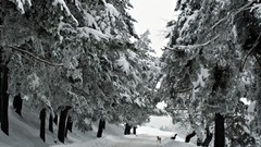 Nature Trees snow forests Cold Winter