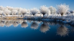 Nature Trees snow frost lakes