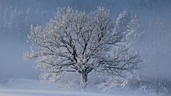 Nature Trees snow photograph
