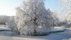 Nature Trees snow rivers