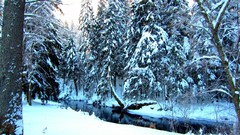 Nature Trees snow rivers