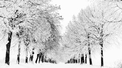 Nature Trees snow roads snow landscapes