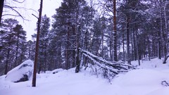 Nature Trees snow skyline forests wilderness