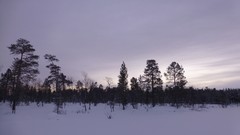Nature Trees snow skyline forests wilderness