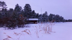 Nature Trees snow skyline forests wilderness
