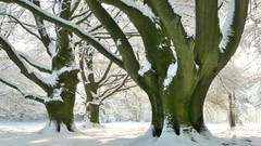 Nature Trees snow snow landscapes