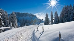 Nature Trees snow sun roads