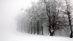 Nature Trees snow white forests