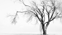 Nature Trees snow white snow landscapes