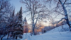 Nature Trees snow winter