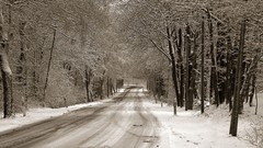 Nature Trees snow winter