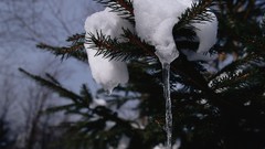 Nature Trees snow winter