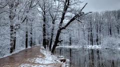 Nature Trees snow winter