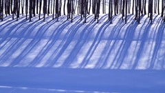 Nature Trees snow winter