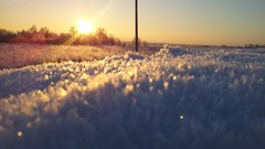Nature Trees snow winter
