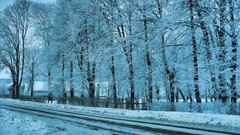 Nature Trees snow winter