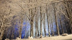 Nature Trees snow winter