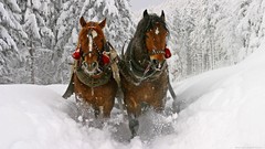 Nature Trees snow winter Animals Horses