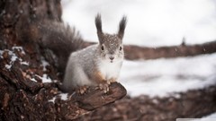 Nature Trees snow winter Animals squirrels
