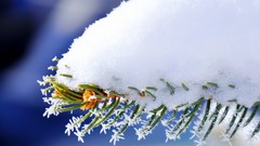 Nature Trees snow winter branches close-up Frozen