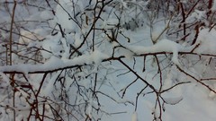 Nature Trees snow winter branches forests