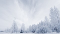 Nature Trees snow winter cold forests