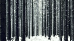 Nature Trees snow winter cold germany widescreen forests