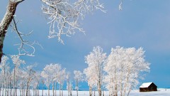Nature Trees snow winter cottage snow landscapes