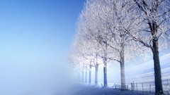 Nature Trees snow winter Desktopography